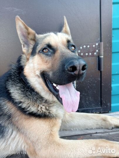 Продам немецкую овчарку