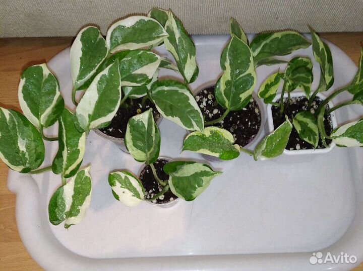 Сциндапсусы, эпики