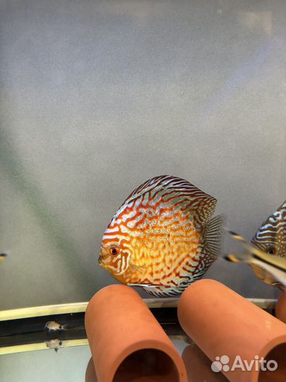 Дискусы Red dragon