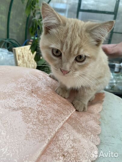 Котенок-подросток