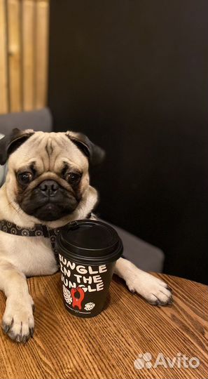 Мопс вязка мальчик