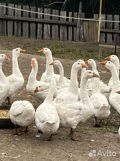 Эмденская порода гусей. 15 гусей. Гуси уральские серые. Бабушки за ноутбуком в деревне. Кубанские гуси.