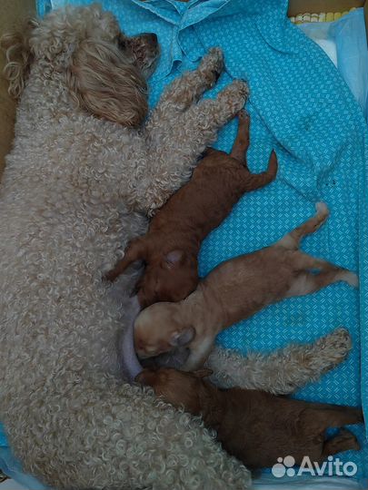 Продам щенков той-пулеля