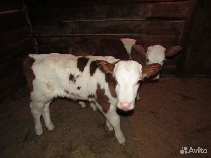 Продам телят