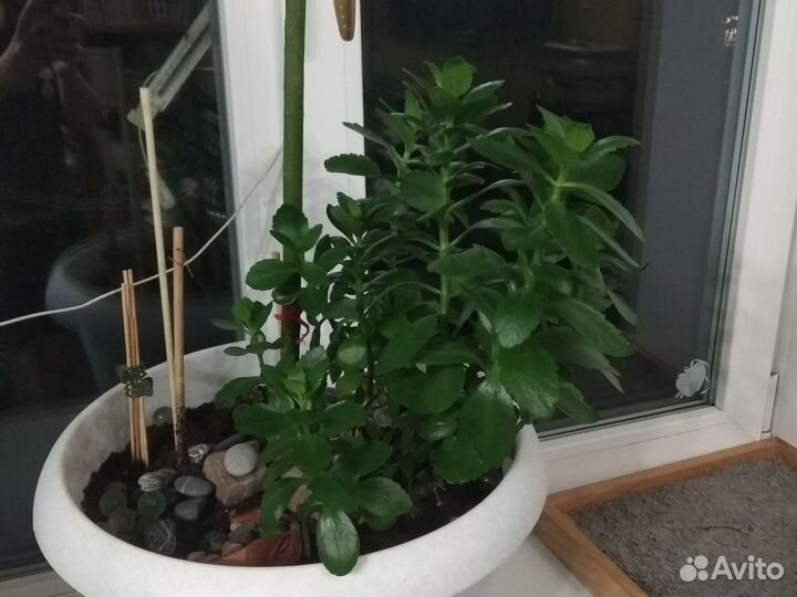 Каланхоэ цветущий