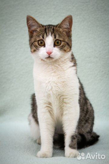 Молодая красивая кошечка подросток