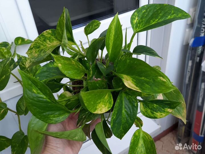 Сциндапсус эпипремнум