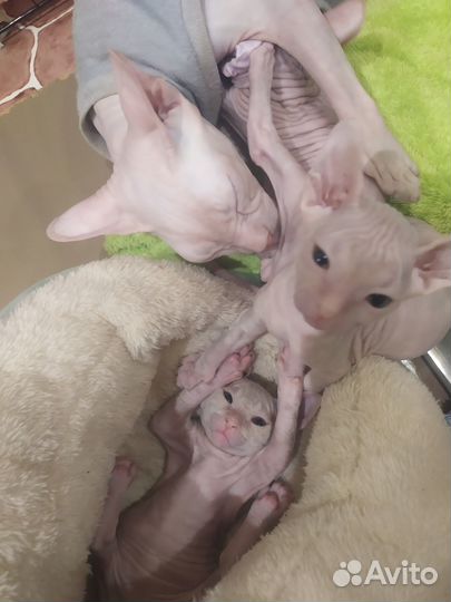 Донской сфинкс котята