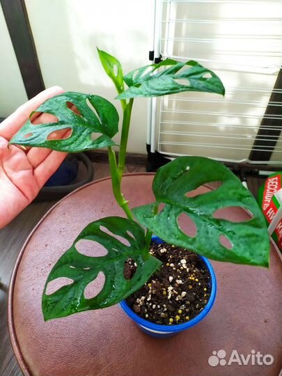 Монстера манки маск