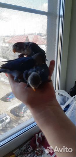 Масковые неразлучники