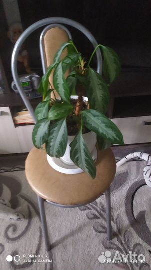 Комнатные цветы