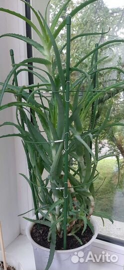 Отростки укорененные Алоэ столетник