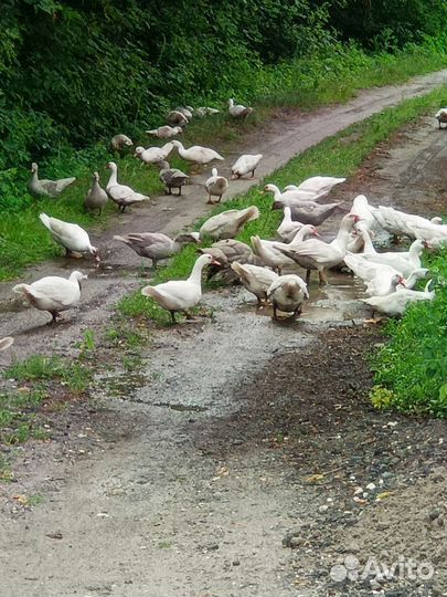 Мускусная утка лаванда