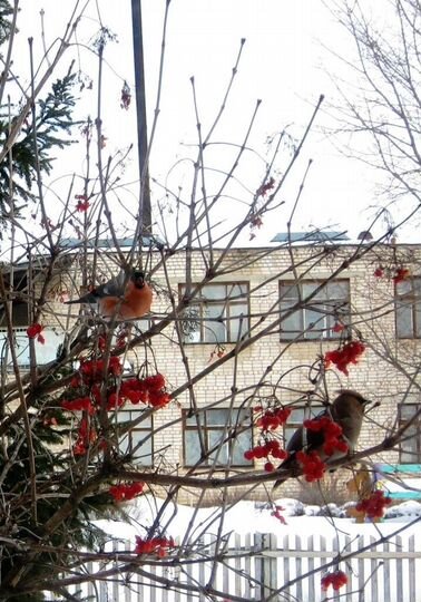 Участок 69 сот. (ИЖС)