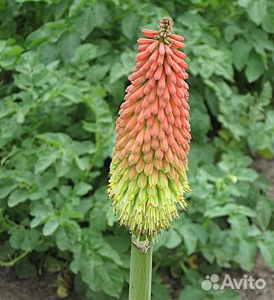 Книфофия (книпхофия)