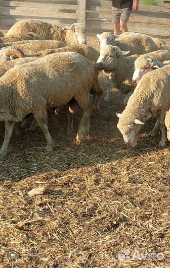 Овцы бараны