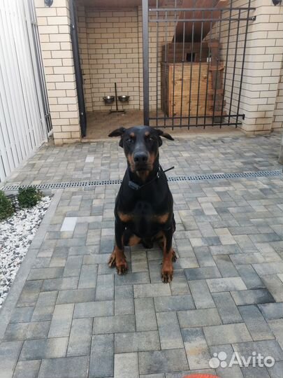 Доберман вязка