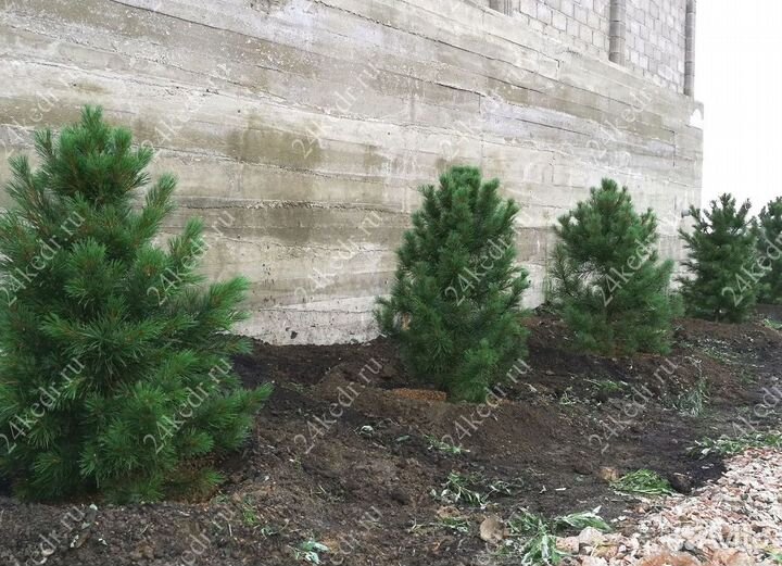 Саженцы кедра экстра класс