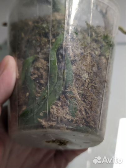 Орхидея фаленопсис ltna1118 KS Balm 2.5