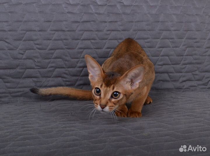 Абиссинский котенок