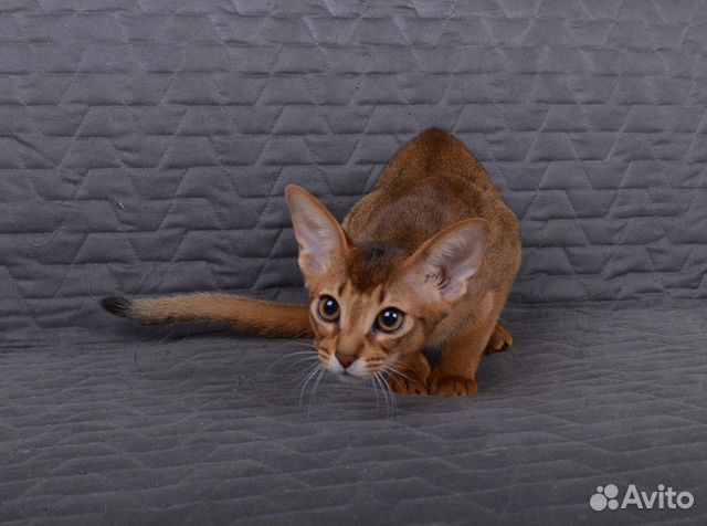 Абиссинский котенок