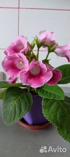 Тидея глоксиния