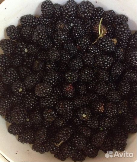 Саженцы ежевики (колючая)