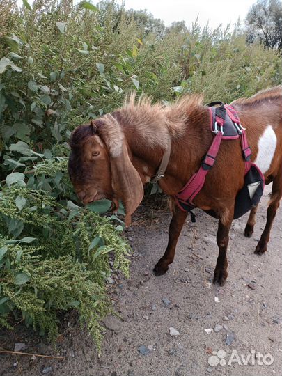 Нубийский козел вязка