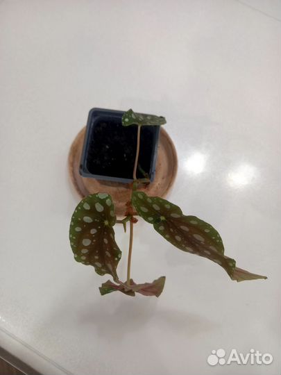 Бегония макулата