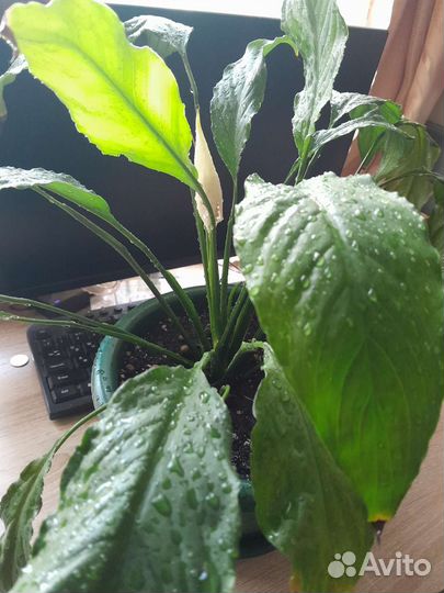 Спацифиллум