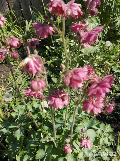 Многолетние цветы