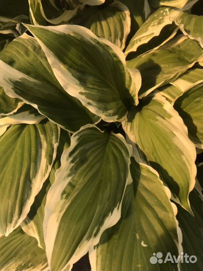 Хоста сортовая