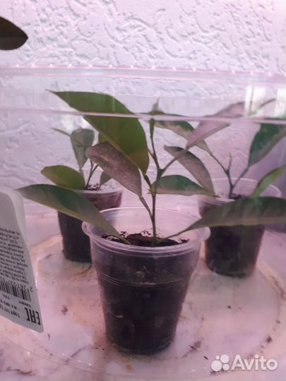 Адениум, мандарин, хойя