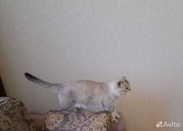 Шотландский Кот фолд вязка