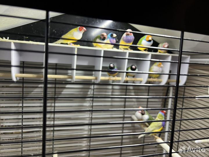 Амадины гульда