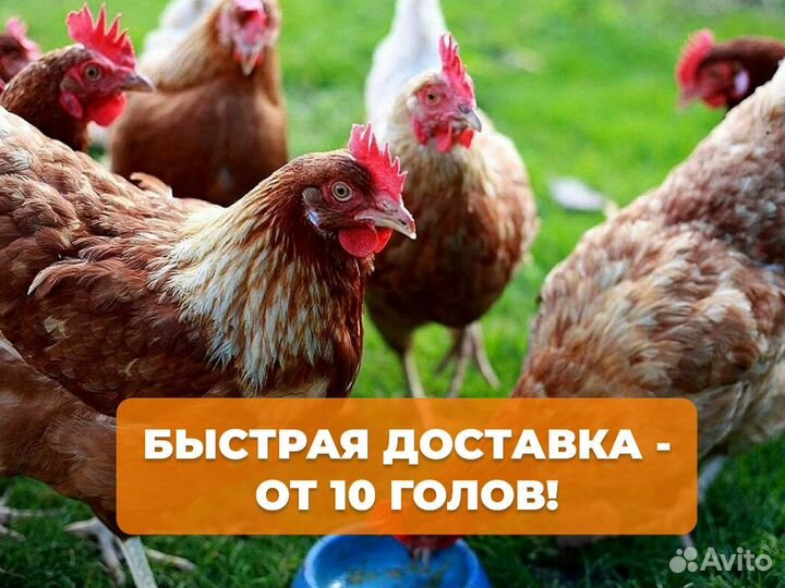 Куры несушки с доставкой