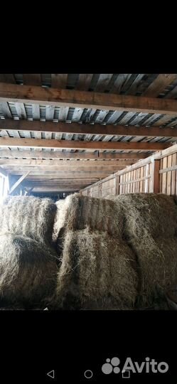 Продам сено в рулонах