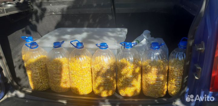 Ферментированная кукуруза пшеница