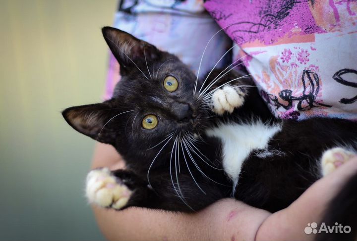 Котёнок в добрые руки