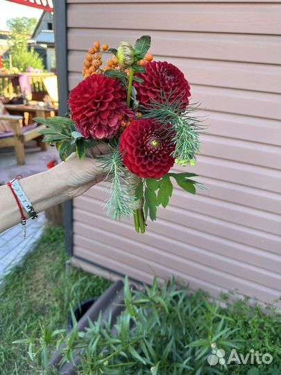 Георгины букеты