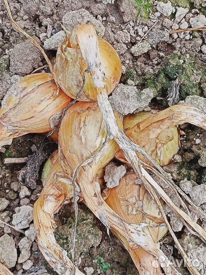 Лук на посадку