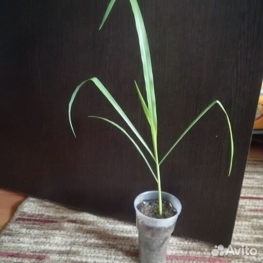 Рассада кукурузы сладкой