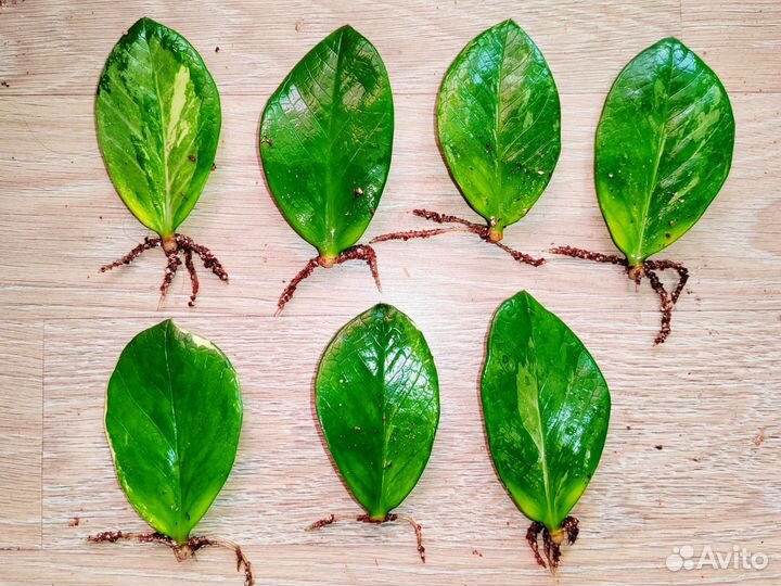 Вариегатный замиокулькас раунд