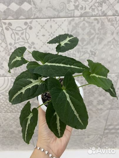 Сингониум вендланда