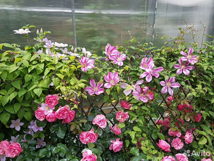 Роза Леонардо да Винчи