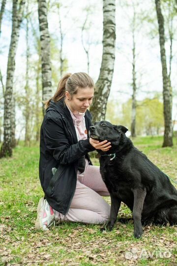 Собака из приюта ищет свой дом