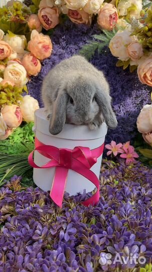 Декоративные кролики карликовые