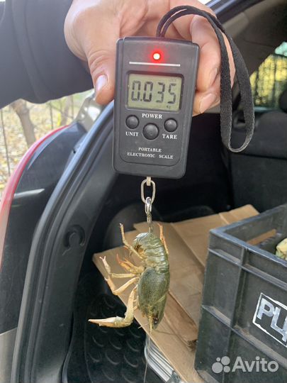 Самые Вкусные Раки