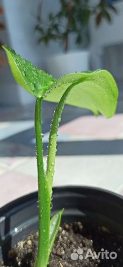 Монстера Крупные комнатные растения