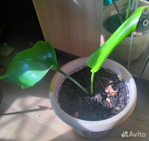 Эухарис амазонская лилия